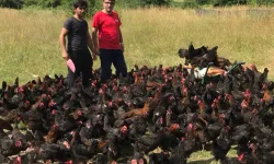 Üreticiye yüzde 50 hibeli yumurta tavuğu desteği