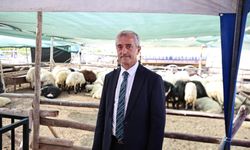 BAŞKAN TAHMAZOĞLU KURBAN FİYATLARINI AÇIKLADI