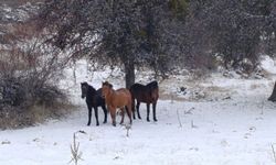 Beypazarı'nda yılkı atları kartpostallık görüntüler oluşturdu