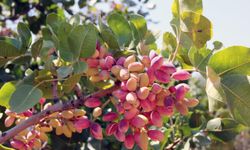 AKINCI: “ANTEPFISTIĞINDA DEPOLAMA SÜREÇLERİ YENİDEN DÜZENLENDİ”