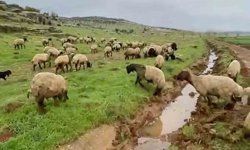 Araban'da kurbanlıklar satışa hazır