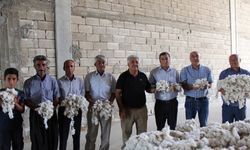 PAMUKTA SEZONUN İLK HASADI