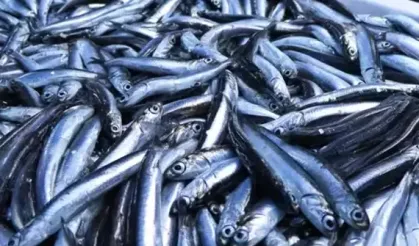 Su ürünleri üretimi 2024'te azaldı, yetiştiricilik arttı... En çok hamsi avladık!