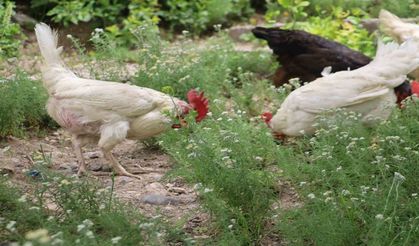 Kene kabusuna tavuklu çözüm