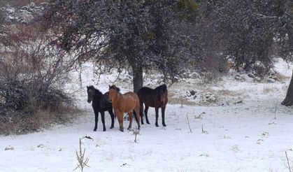 Beypazarı'nda yılkı atları kartpostallık görüntüler oluşturdu