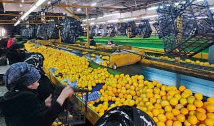 Yeni yıl öncesi narenciyede yoğun hasat