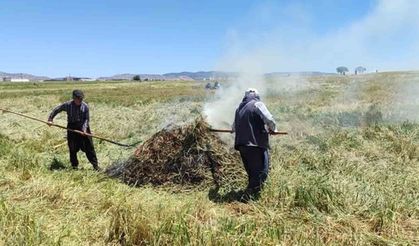 Araban Ovası'nda firik ütümü sezonu başladı