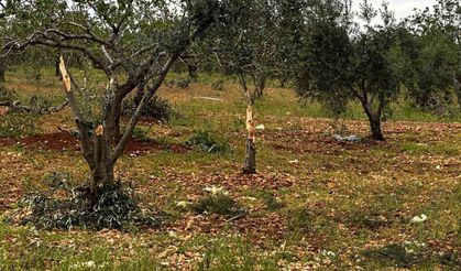 Gaziantep'te 'süper hücre' tarım alanlarını vurdu