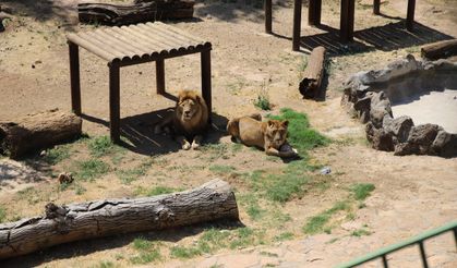 Dünya Aslan Günü’nde aslanlara buzlu kokteyl sürprizi