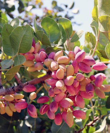 AKINCI: “ANTEPFISTIĞINDA DEPOLAMA SÜREÇLERİ YENİDEN DÜZENLENDİ”