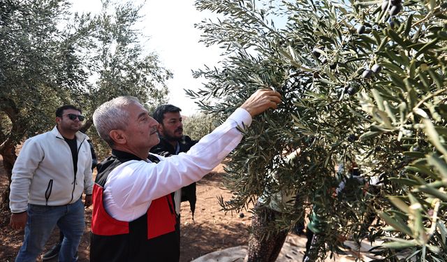 BAŞKAN TAHMAZOĞLU ZEYTİN HASADINA KATILDI