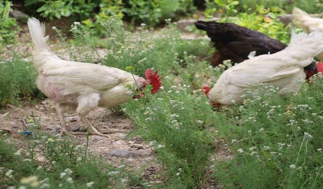 Kene kabusuna tavuklu çözüm