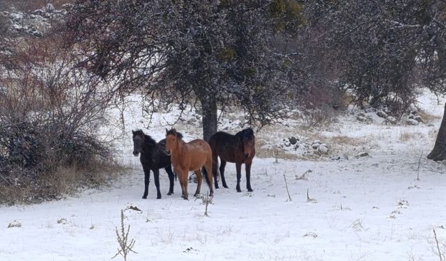 Beypazarı'nda yılkı atları kartpostallık görüntüler oluşturdu
