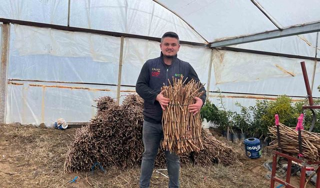 Genç kardeşlerden Sarıgöl ekonomisine 700 bin fidan hamlesi