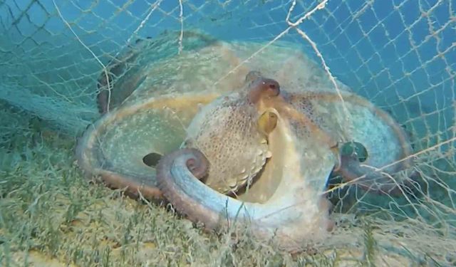 Hayalet ağlarla mücadelede 420 milyon metrekare alan tarandı