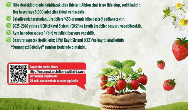 Osmangazi Belediyesi yüzde 50 hibeli çilek fidesi dağıtacak
