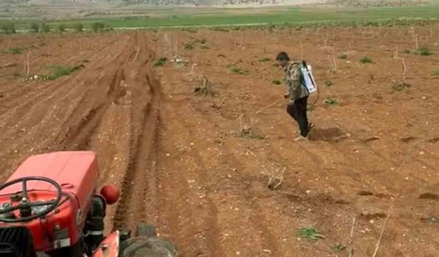 Araban'da Antep fıstığı tarlalarında yabancı otlarla ilaçlı mücadele
