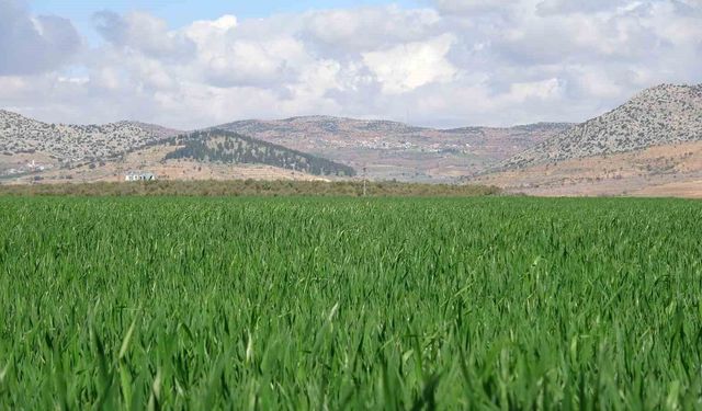 Yağışlar buğday üreticisinin yüzünü güldürdü