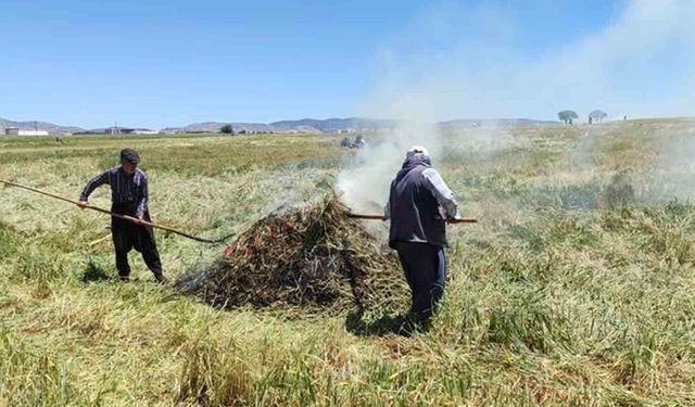 Araban Ovası'nda firik ütümü sezonu başladı