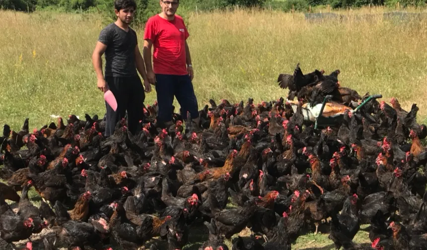 Üreticiye yüzde 50 hibeli yumurta tavuğu desteği