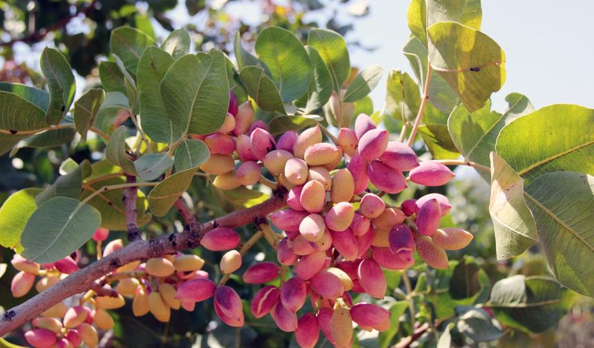 AKINCI: “ANTEPFISTIĞINDA DEPOLAMA SÜREÇLERİ YENİDEN DÜZENLENDİ”