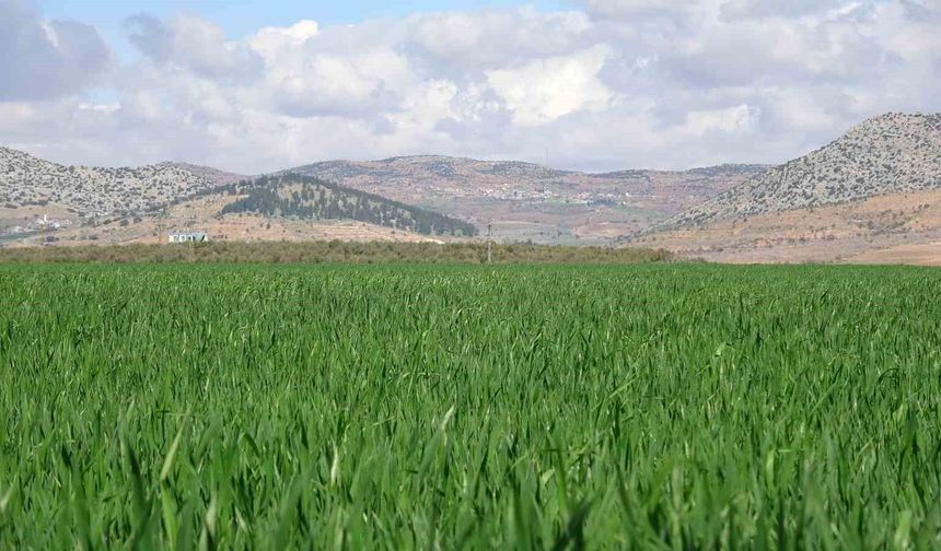 Yağışlar buğday üreticisinin yüzünü güldürdü