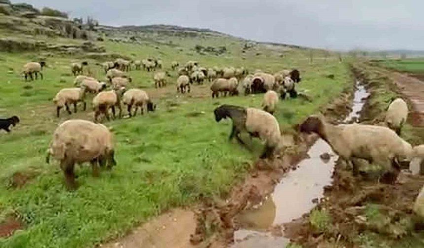 Araban'da kurbanlıklar satışa hazır
