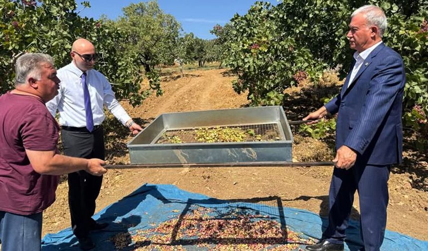 Araban'da Antep fıstığı hasadı başladı