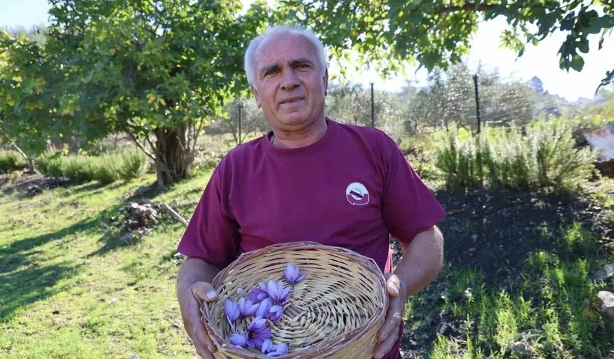 Adana'da safran hasadı başladı: Gramı 900 TL