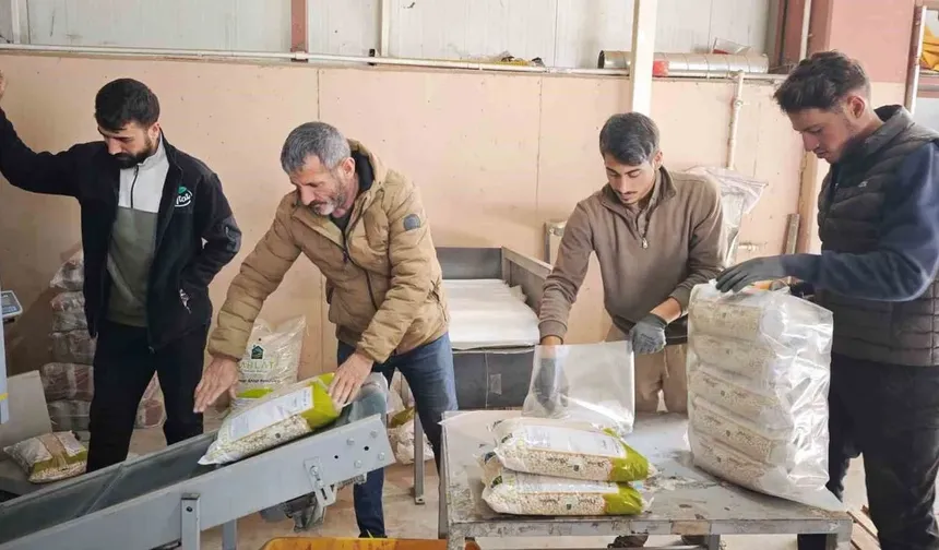 Bitlis, tohumluk kuru fasulye üretiminde Türkiye birincisi