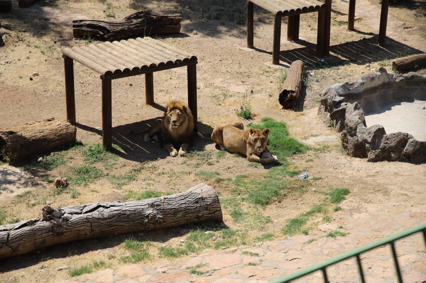 Dünya Aslan Günü’nde aslanlara buzlu kokteyl sürprizi
